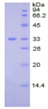 SDS PAGE (CP-5625H).jpg